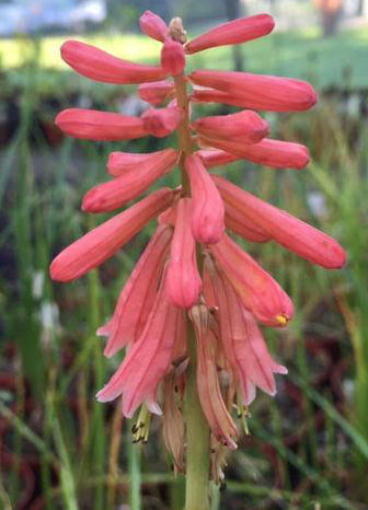 Kniphofia 'Red Hot Popsicle'